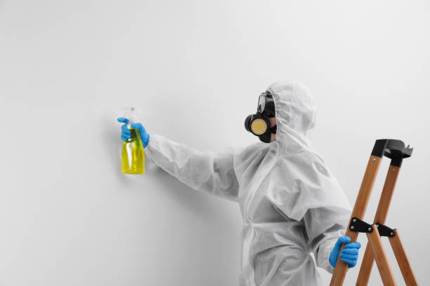 Best Black Mold Removal  in Golden Valley, AZ